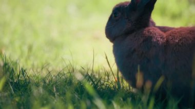 Çimlerin üzerinde oturan küçük bir tavşana yaklaş. Yavaş çekim. 