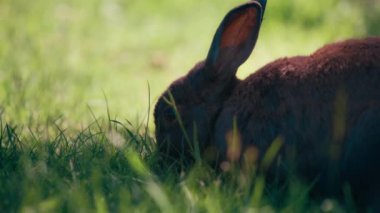 Küçük bir tavşanın çimlerin üzerinde oturup yemek yemesini. Yavaş çekim. 