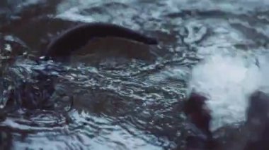 İçinde yüzen bir su samuru gibi su sıçrıyor. Yavaş çekim. 