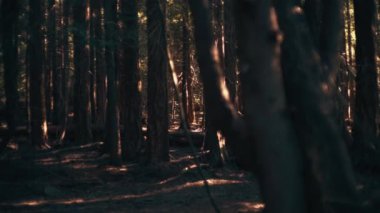 Eski çam ormanlarındaki sık ağaçların arasından güneş doğuyor. Yavaş çekim.