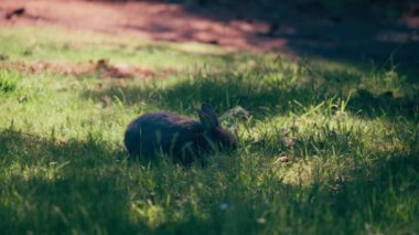 Küçük gri tavşan çimenlerde oturup yemek yiyor. Yavaş çekim. 