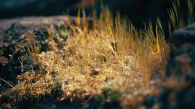 Sonbaharda yerdeki kurumuş çimleri kapat. Yavaş çekim. 