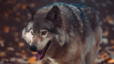 Güz boyunca ormanda yürüyen gri bir değneğe yakın dur. Yavaş çekim. 