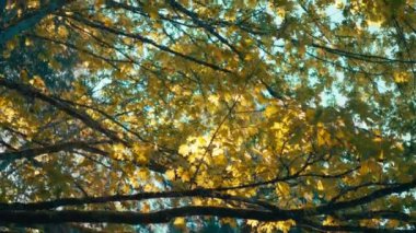 Sonbaharda ormanda altın akçaağaç yapraklarını aydınlatan güneş. Yavaş çekim. 