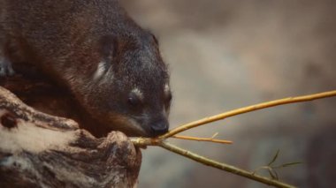 Küçük kaya Hyrax ağaç dalı yiyor. Ağır çekim, yakın çekim.. 