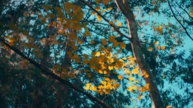 Sonbaharda gökyüzü zemininde altın yaprakları olan akçaağaç. Yavaş çekim. 