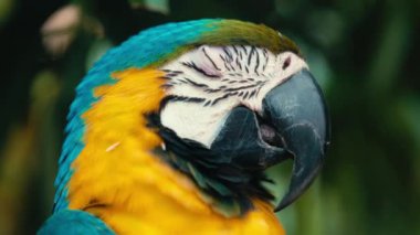 Görkemli mavi ve sarı papağanların uyuduğu yeri kapatın. Yavaş çekim. 