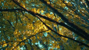 Sonbaharda ormanda altın akçaağaç yaprakları üzerinde parlayan güneş ışığı. Yavaş çekim. 