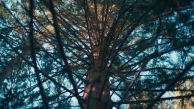 Gökyüzü zeminine karşı uzun Douglass firavun ağacı. Yavaş çekim.