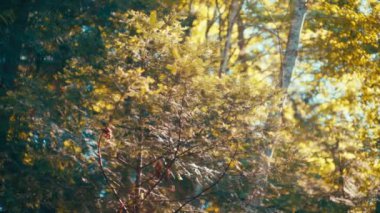 Ormanda güneş ışığı altında altın tarla ağaçları. Yavaş çekim.