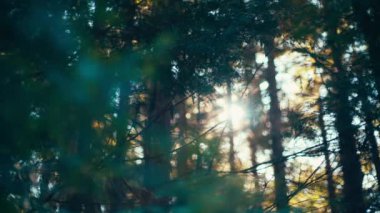 Ormandaki çam ağaçlarının arasından parlayan güneş. Yavaş çekim.