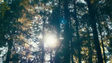 Bir çam ormanının sık ağaçları arasında parlayan güneş ışığı. Yavaş çekim. 