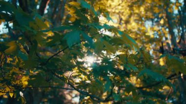 Yeşil akçaağaç yapraklarından gelen güneş ışığı. Arka planda sonbahar renkleri var. Yavaş çekim. 