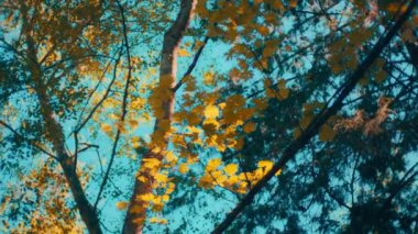 Sonbaharda yeşil yapraklı akçaağaç, gök mavisi arka planda. Yavaş çekim. 