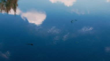 Yusufçuk gölet suyunun üzerinde temiz bir gökyüzü yansımasıyla uçuyor. Yavaş çekim.