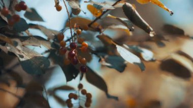Sonbaharda bir ağaç dalında yetişen kırmızı yabanmersinleri. Yavaş çekim.