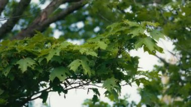 Akçaağaç dalları rüzgarda sallanıyor. Yavaş çekim.