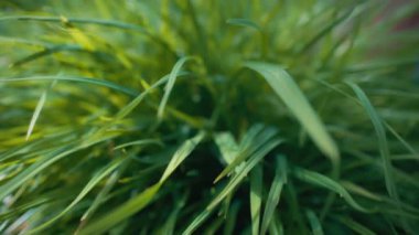 Bahçede büyüyen yeşil çimlere yakın. Yavaş çekim.