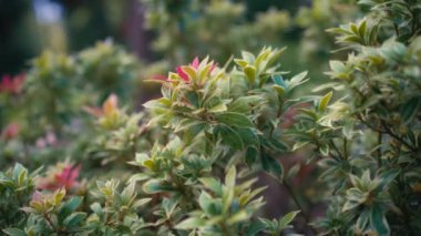 Bahçede büyüyen Pieris çalıları. Yavaş çekim.