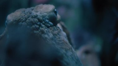 Dev Pasifik Ahtapotu suyun altında yüzüyor. Yavaş çekim.