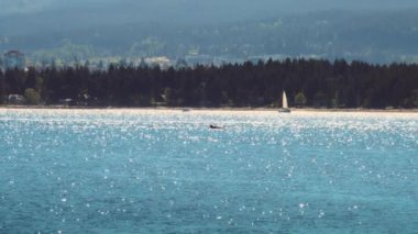 Katil balinalar Vancouver Adası, Kanada yakınlarında okyanusta yüzüyorlar. Yavaş çekim.