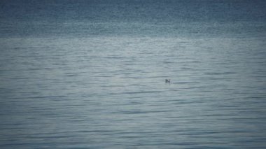 Okyanus yüzeyinde yüzen yalnız bir martı. Yavaş çekim.