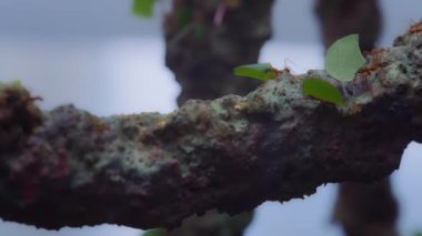 Yaprak kesen karıncalar bir dal boyunca yaprak taşıyorlar. Yavaş çekim.