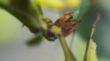 Bir bitkinin yaprağını yiyen dikenli sopa çekirgesine yaklaş. Yavaş çekim.