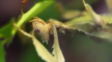 Tropikal ormandaki dikenli sopa çekirgesinin yakınına. Yavaş çekim.