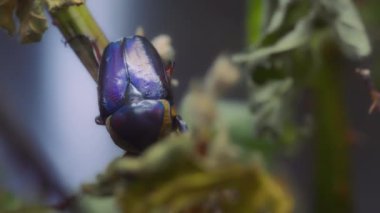 Daldaki mavi bir böceğe yaklaş. Yavaş çekim.