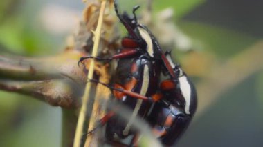 Bitki dalında iki dev Malezya palmiye buğulaması. Yavaş çekim.