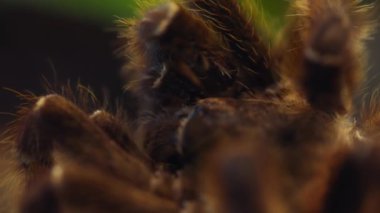 Büyük somon pembe kuş yiyen tarantula. Ağır çekim, yakın çekim..