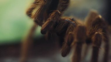Somon pembesi bir tarantulayı kapat. Yavaş çekim.