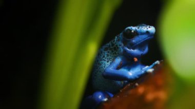 Bir ağacın üzerinde duran mavi renkli zehirli ok kurbağasına yaklaş. Yavaş çekim.