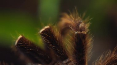 Somon pembe kuş yiyen tarantula hakkında makro detaylar. Yavaş çekim.