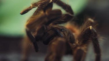 Somon pembe kuş yiyen tarantulayı kapat. Yavaş çekim.