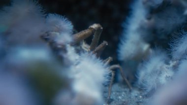 Küçük bir yengeç okyanusta bir deniz şakayığının arkasında saklanıyor. Yavaş çekim.