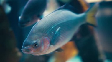 Suyun altında yüzen çizgili bir deniz kabuğu balığına yaklaş. Yavaş çekim.