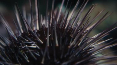 Su altında bir deniz kestanesine yaklaş. Yavaş çekim.