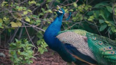Renkli erkek tavus kuşu gagasını açıp çığlık atıyor. Yavaş çekim.