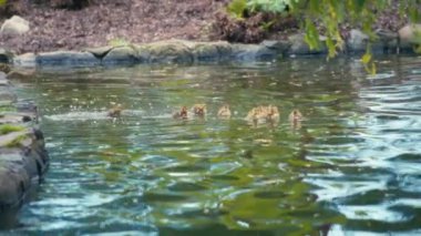 Bir grup ördek yavrusu ve anne ördekleri göle atlıyorlar. Yavaş çekim.