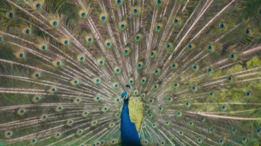 Erkek tavus kuşu büyük renkli tüylü kuyruğunu sergiliyor. Yavaş çekim.