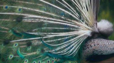 Erkek tavus kuşu tüylerini açık kuyruğuyla sallıyor. Yavaş çekim.