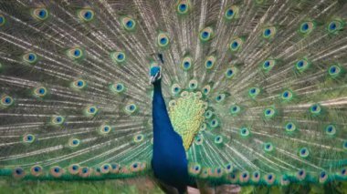 Tüylü, görkemli erkek tavus kuşu. Yavaş çekim.