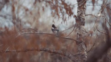 Sonbaharda ormanda bir ağaç dalında oturan bir saksağan. Yavaş çekim.