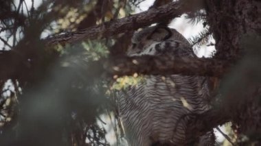 Çam ağacının dalında uyuyan büyük boynuzlu baykuşa yaklaş. Yavaş çekim.