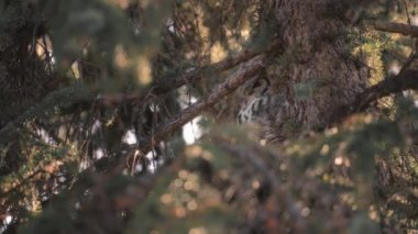 Ağaç dalında oturan büyük boynuzlu baykuş. Yavaş çekim.