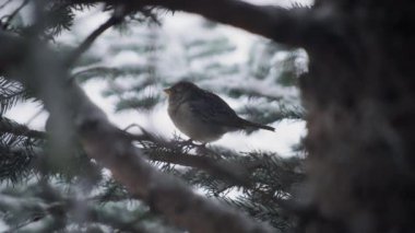 Çam ağacının dalına oturmuş serçe kuşuna kar yağıyor. Yavaş çekim.