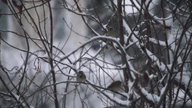 Kar yağışı sırasında karla kaplı bir ağaç dalında oturan serçeler. Yavaş çekim.
