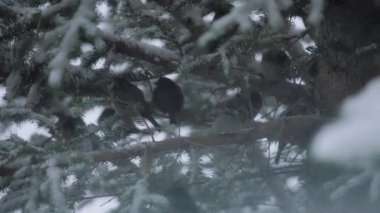 Kar yağarken çam ağacının dalında oturan serçe kuşlar. Yavaş çekim.